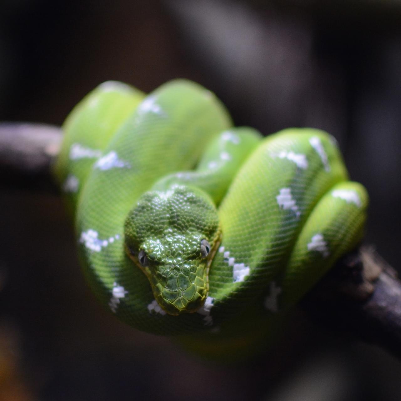 Un boa de la forêt émeraude avec des rayures blanches.